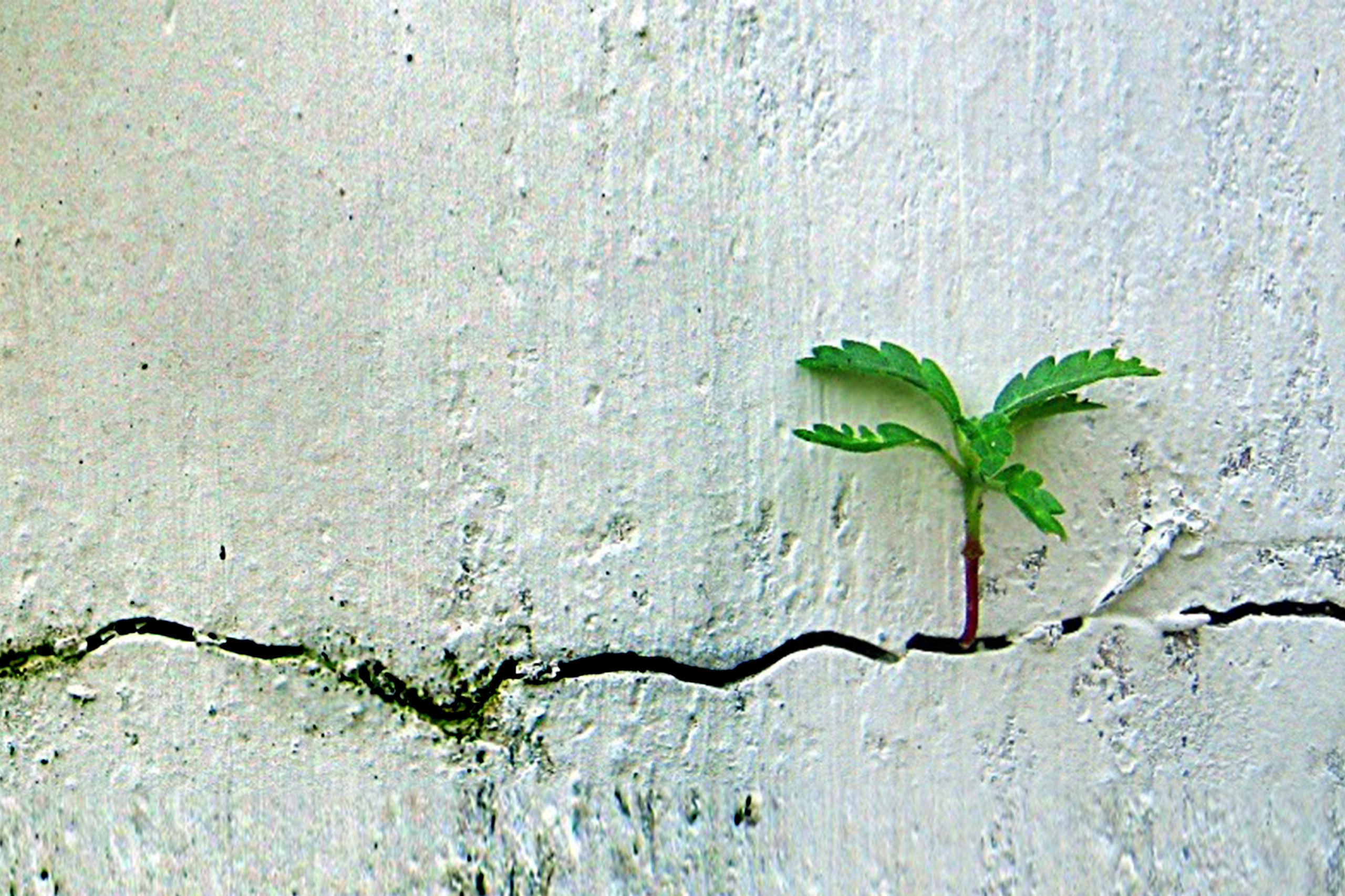 Pflänzchen, das aus Riss in Mauer herauswächst